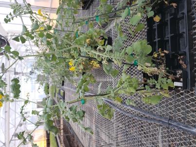 Click for 4 image(s) for this accession. VEGETATIVE
